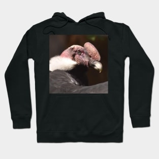 Andean Condor Hoodie